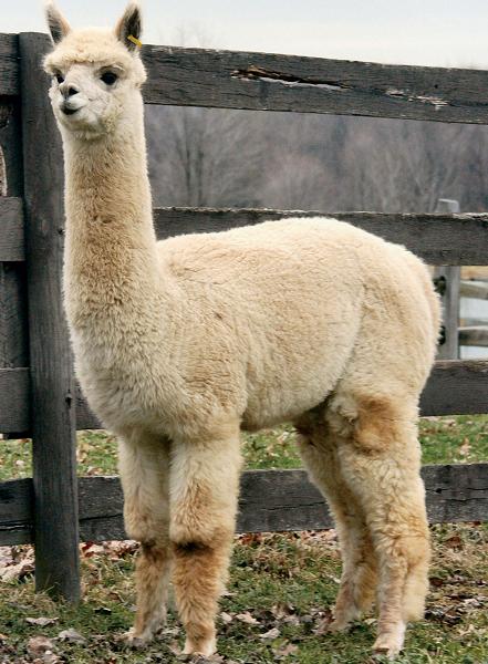 Alpaca