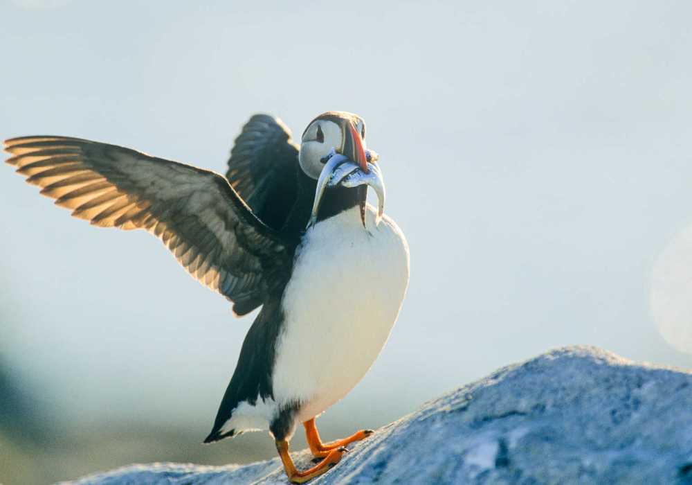 Atlantic Puffin Iceland
