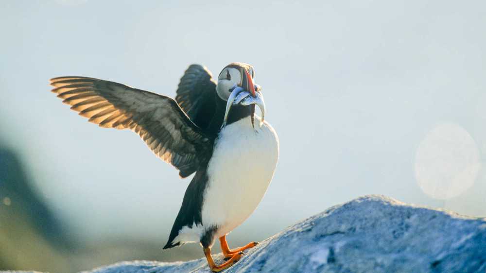 Atlantic Puffin Iceland