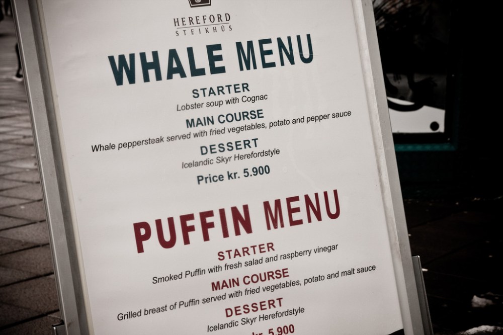 Whale and Puffin Reykjavik Iceland