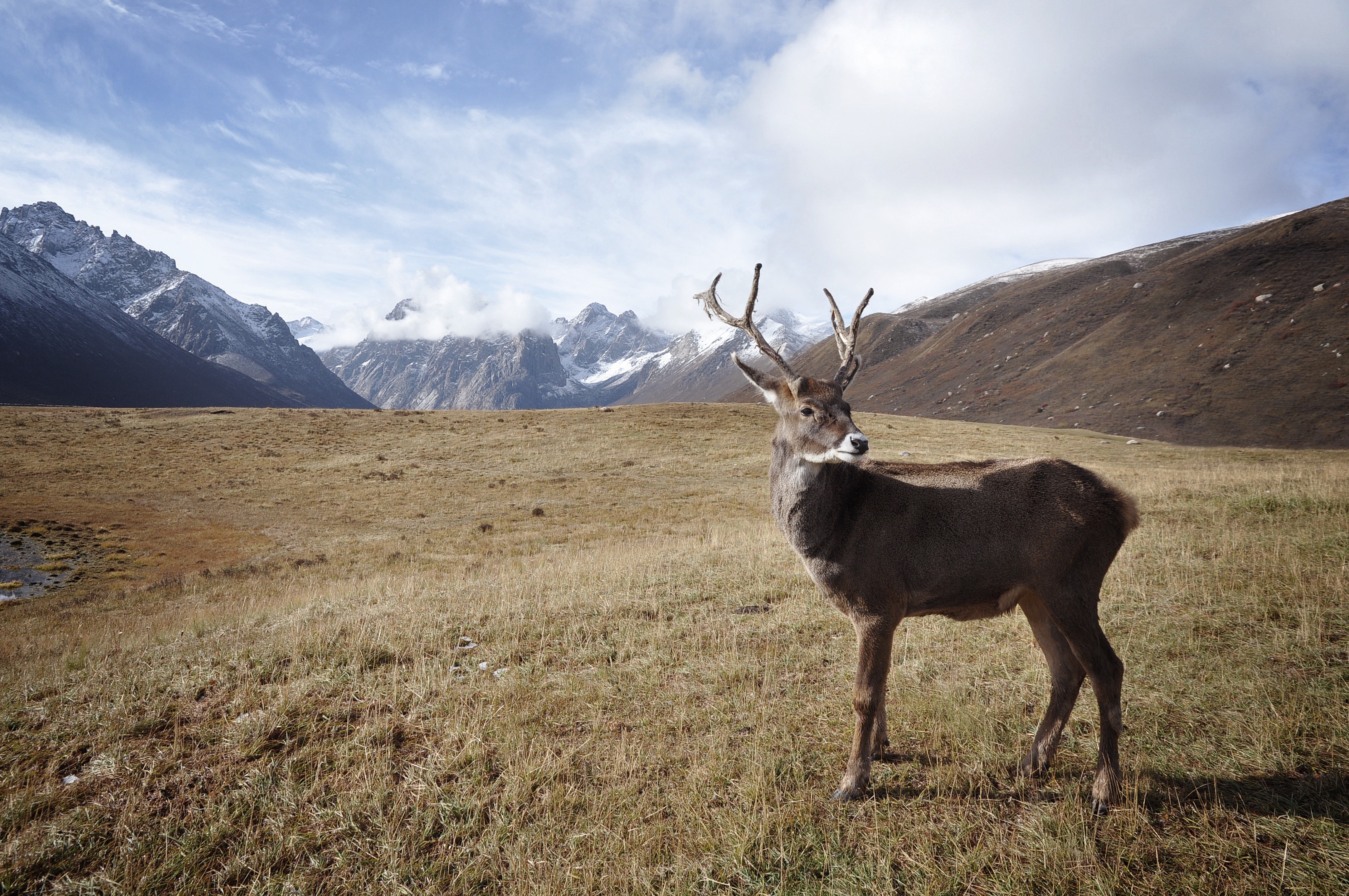 Reindeer meat in Norway