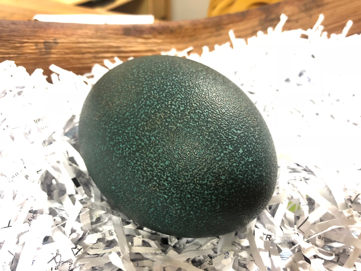 Emu Egg from Somerville Egg farm