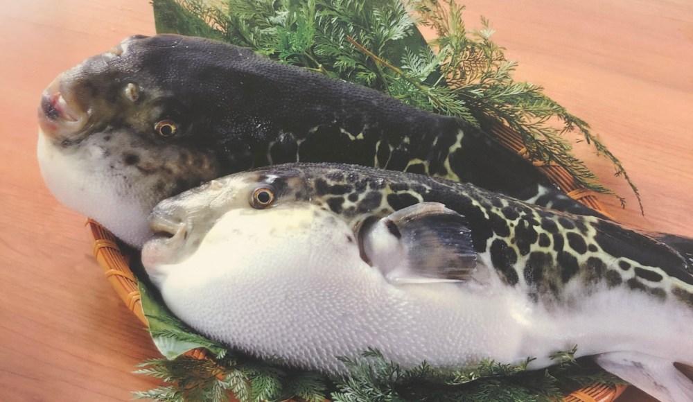 Japanese puffer fish fugu Guenpin