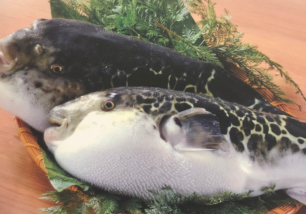 Japanese puffer fish fugu Guenpin